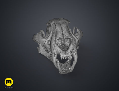 Tiger Skull (Panthera Tigris Tigris)