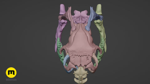 Cobra Snake Skull