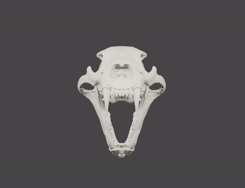 Polar Bear Skull (Ursus Maritimus)