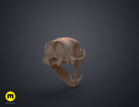 Polar Bear Skull (Ursus Maritimus)