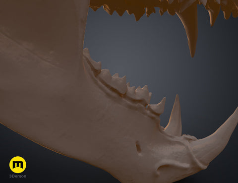 Polar Bear Skull (Ursus Maritimus)