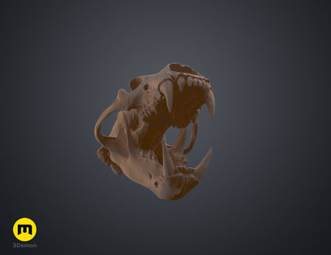 Polar Bear Skull (Ursus Maritimus)