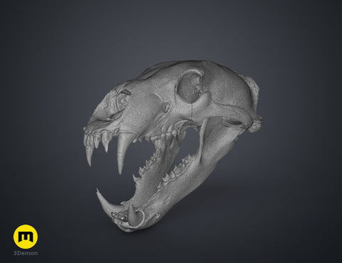 Polar Bear Skull (Ursus Maritimus)
