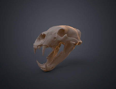 Polar Bear Skull (Ursus Maritimus)