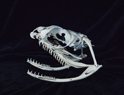 Boiga Snake Skull