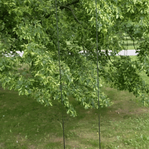 Climbing Red Panda Toy
