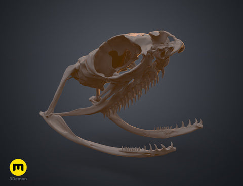 Boiga Snake Skull
