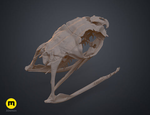 Boiga Snake Skull