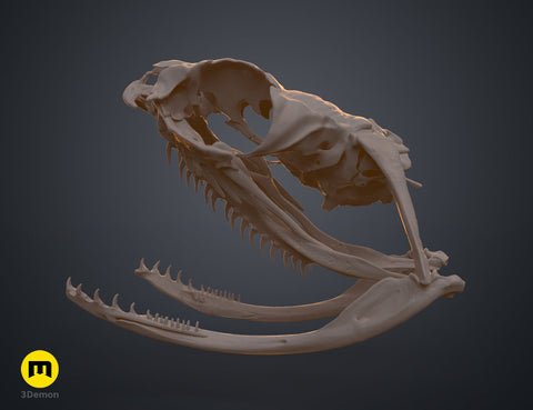 Boiga Snake Skull