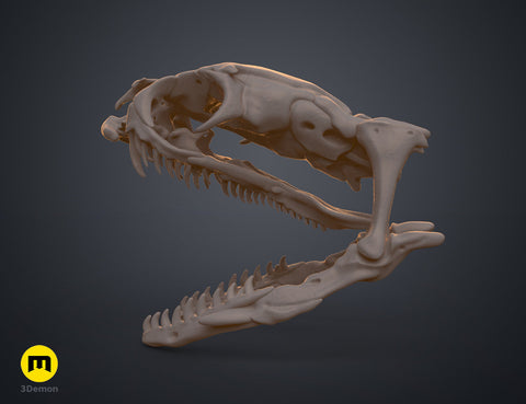 Cobra Snake Skull