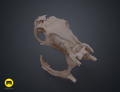 Cobra Snake Skull