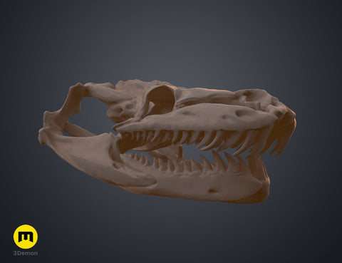 Python Snake Skull