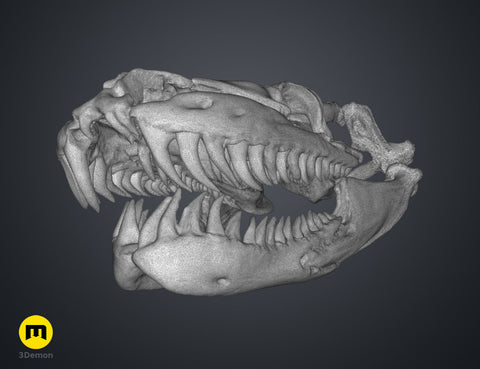 Python Snake Skull