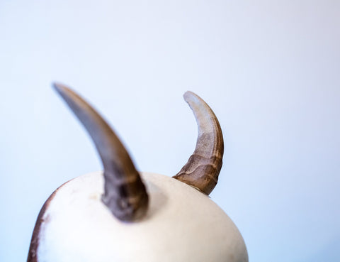 Himalayan tahr horns