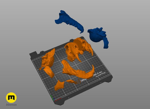 Tiger Skull (Panthera Tigris Tigris)