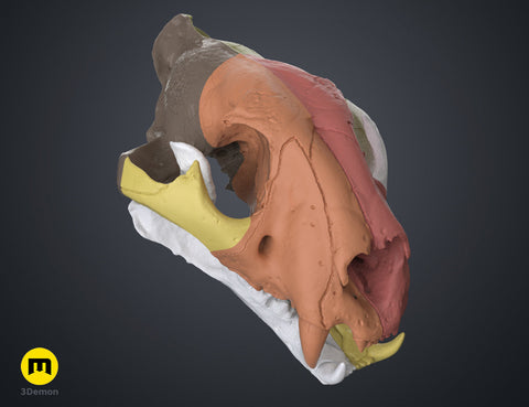 Tiger Skull (Panthera Tigris Tigris)