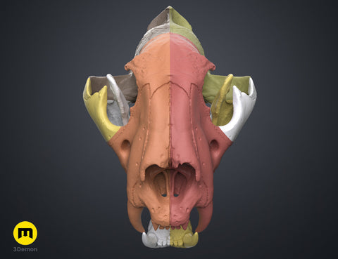 Tiger Skull (Panthera Tigris Tigris)