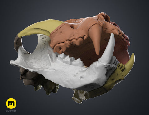 Tiger Skull (Panthera Tigris Tigris)
