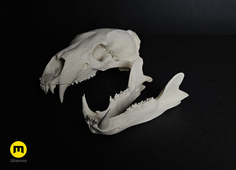 Polar Bear Skull (Ursus Maritimus)