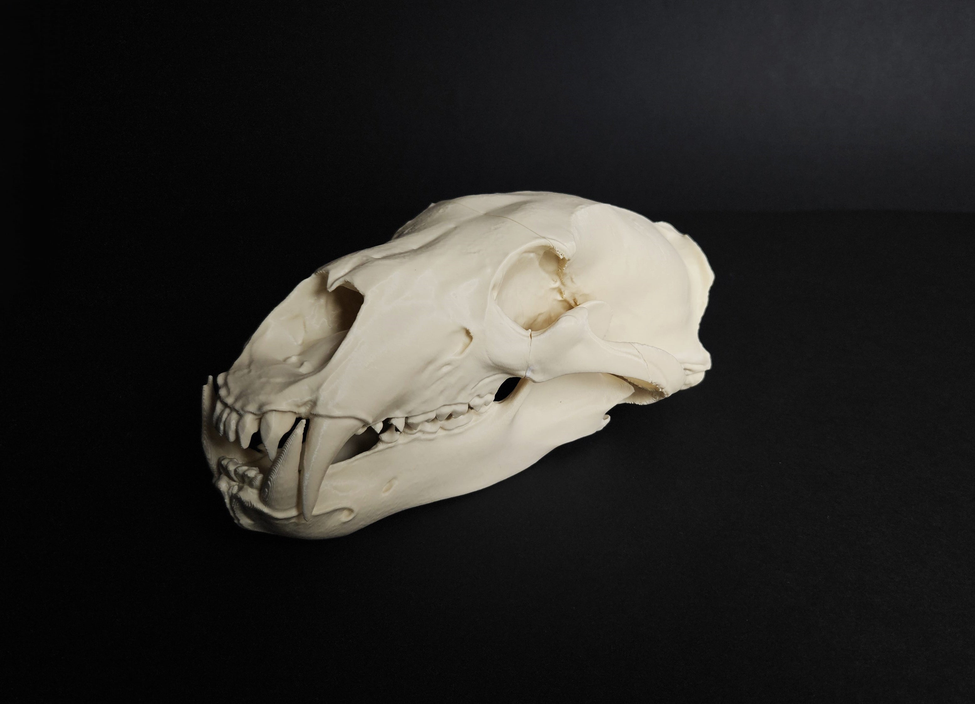 Polar Bear Skull (Ursus Maritimus) – 3Demon