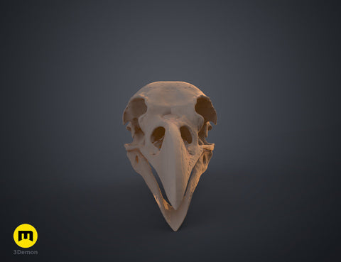 Realistic Skull Collection