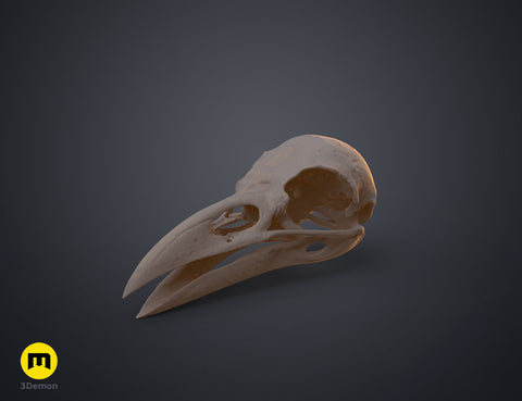 Realistic Skull Collection