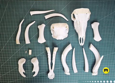 White-Tailed Deer Skull (Odocoileus Virginianus)