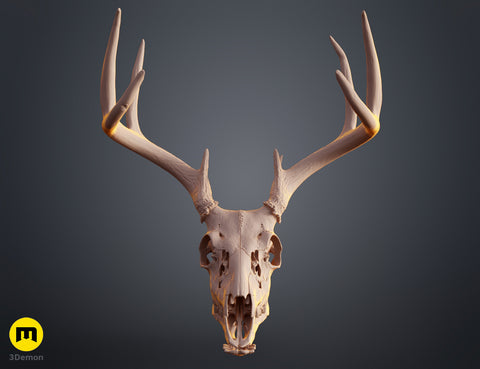 White-Tailed Deer Skull (Odocoileus Virginianus)