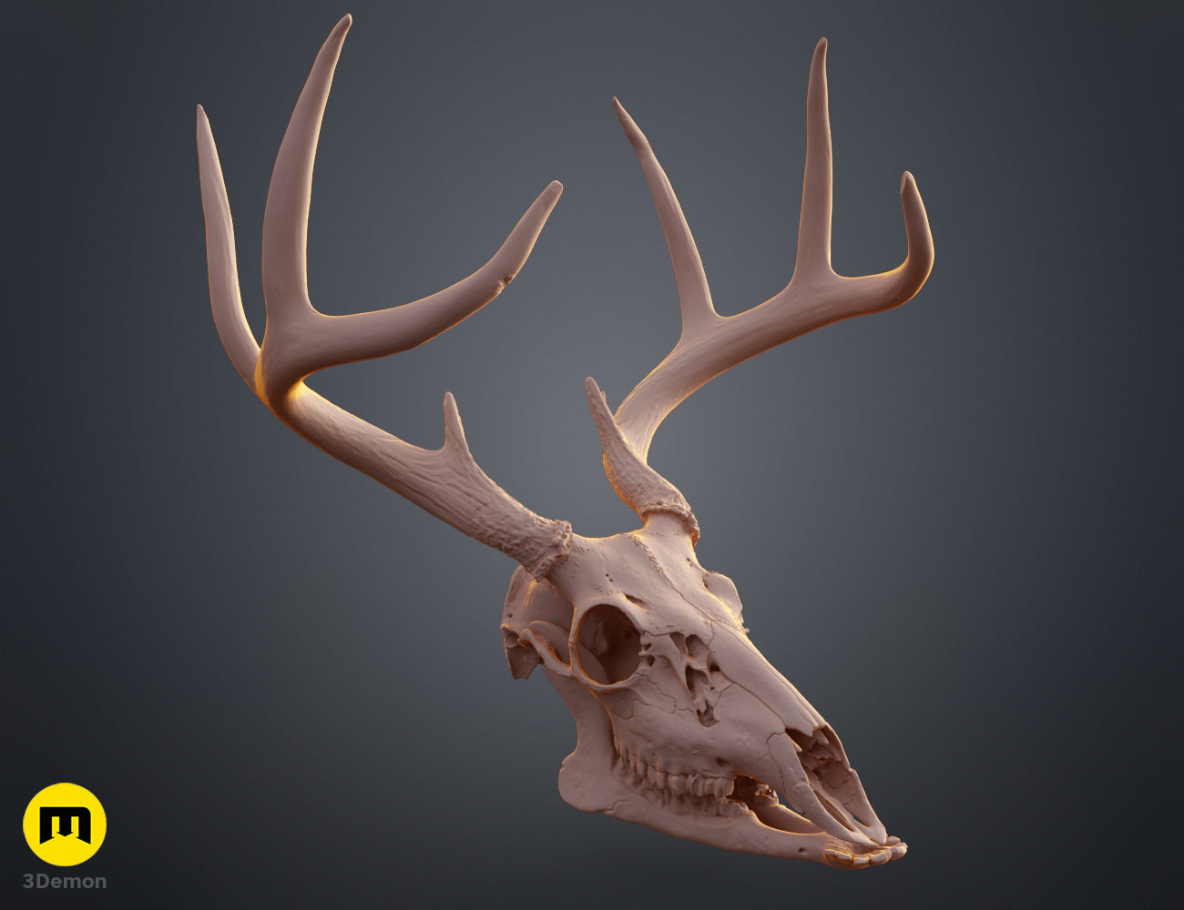 White-Tailed Deer Skull (Odocoileus STL | 3D Print | 3Demon