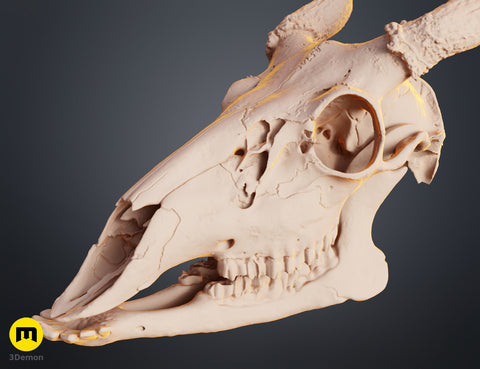 White-Tailed Deer Skull (Odocoileus Virginianus)