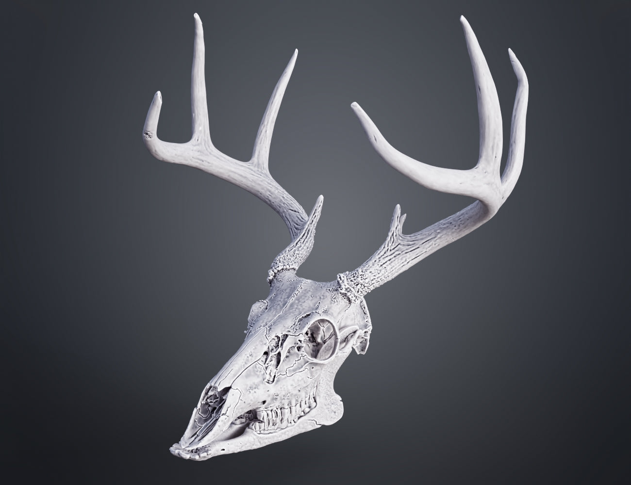 White-Tailed Deer Skull (Odocoileus STL | 3D Print | 3Demon