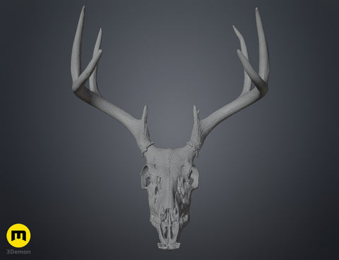 White-Tailed Deer Skull (Odocoileus Virginianus)