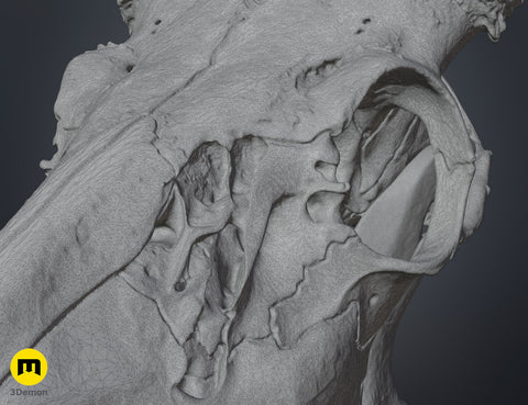 White-Tailed Deer Skull (Odocoileus Virginianus)