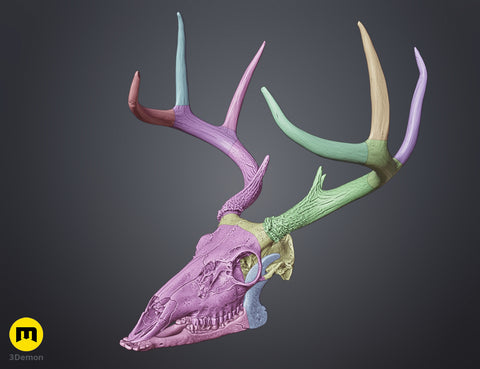 White-Tailed Deer Skull (Odocoileus Virginianus)