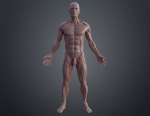 Ecorche for printing