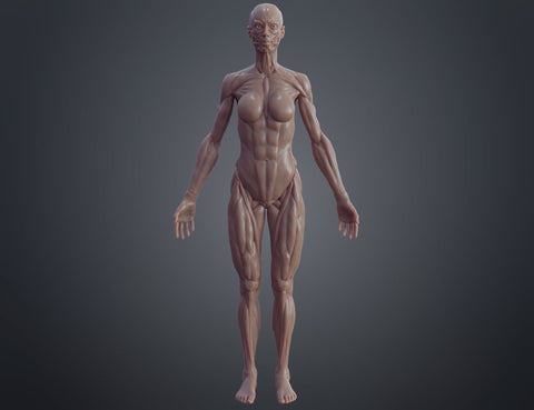 Female ecorche