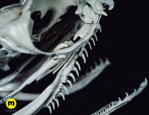 Realistic Skull Collection