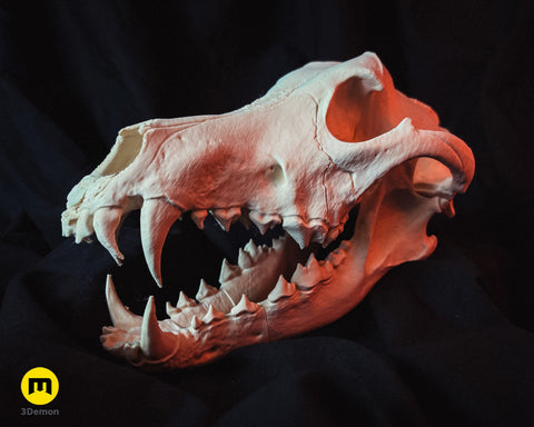 Realistic Skull Collection