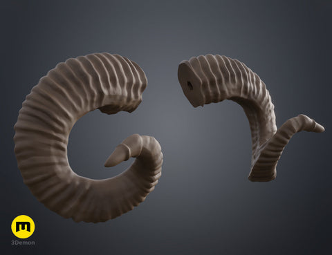 Mountain sheep Horns