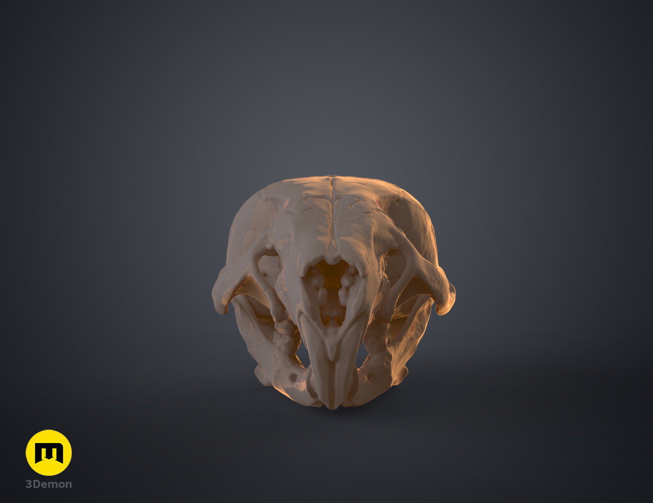 Mouse Skull (Mus Musculus) – 3Demon