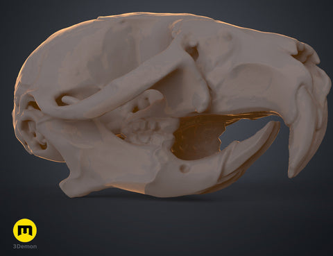 Mouse Skull (Mus Musculus)