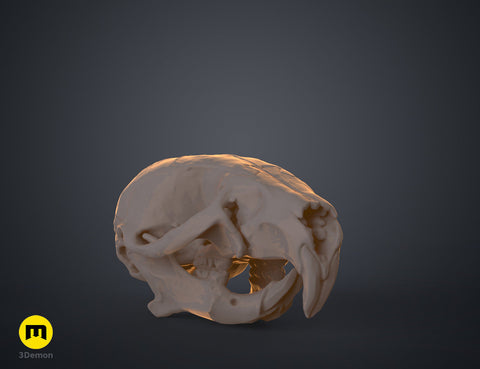 Realistic Skull Collection
