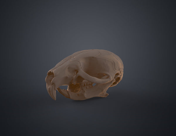 Mouse Skull (Mus Musculus)