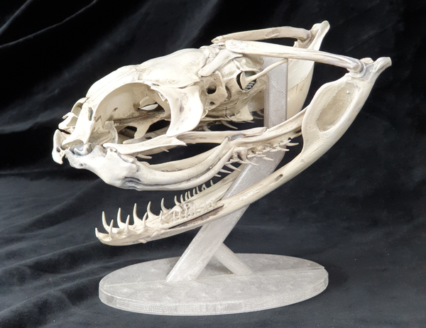 Gaboon Viper Snake Skull