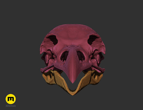 Rook Skull (Corvus Frugilegus)