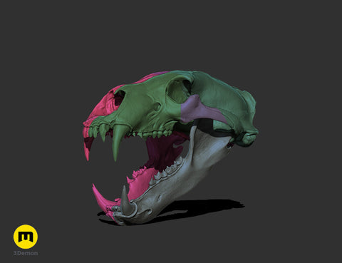 Realistic Skull Collection