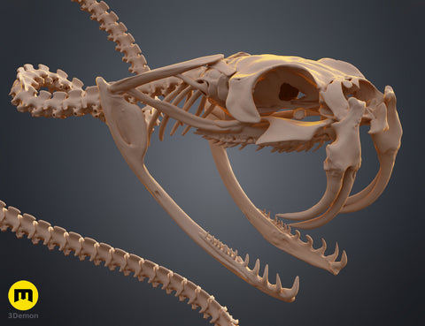 Rattlesnake Skeleton - Realistic Model