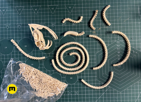 Rattlesnake Skeleton - Realistic Model