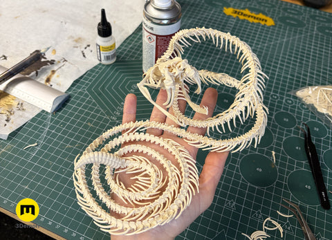 Rattlesnake Skeleton - Realistic Model
