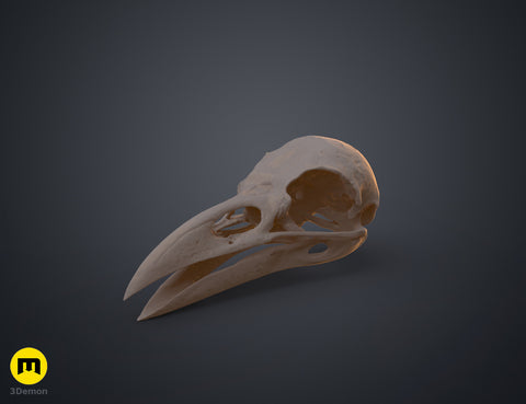 Rook Skull (Corvus Frugilegus)
